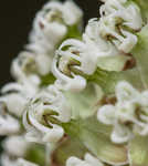 Whorled milkweed